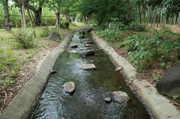 Stream within the Chita Works site where fireflies are released