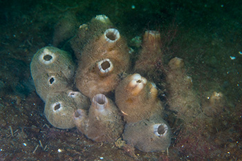 Colony of sea squirts on Frontier Rock™