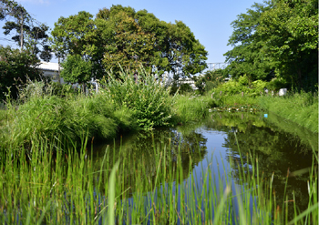 Dragonfly Pond serving as biotope