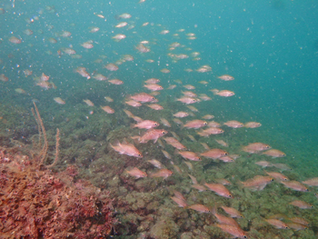 School of rockfish gathered around the steel slag seaweed bed